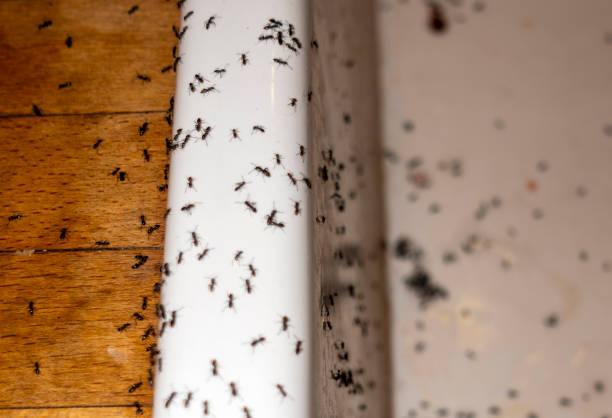 Best Insect Control  in Devola, OH