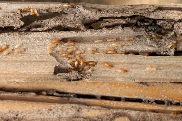 Best Wildlife Control Services  in Devola, OH